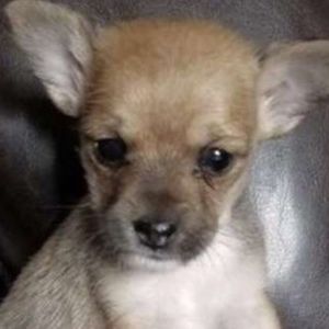 Meet your Posher, Robin